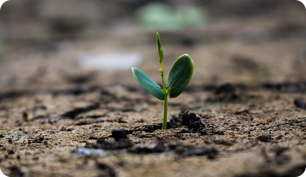 Perseverance